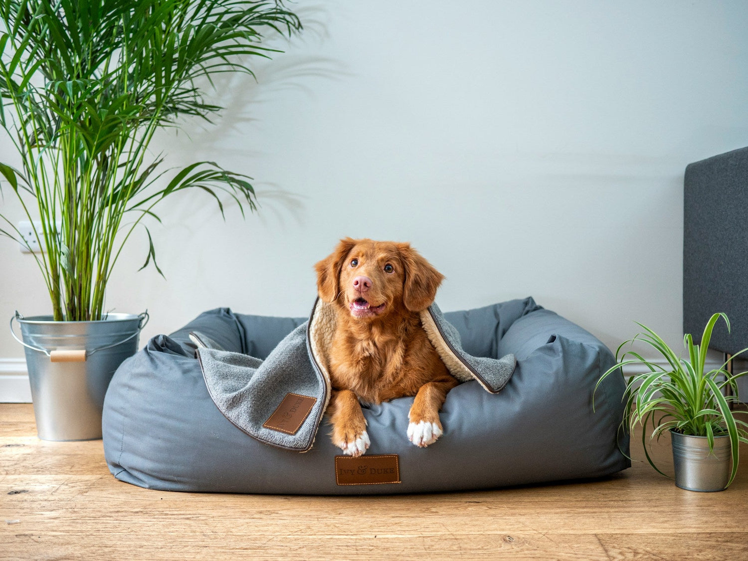Dog Beds & Sofas